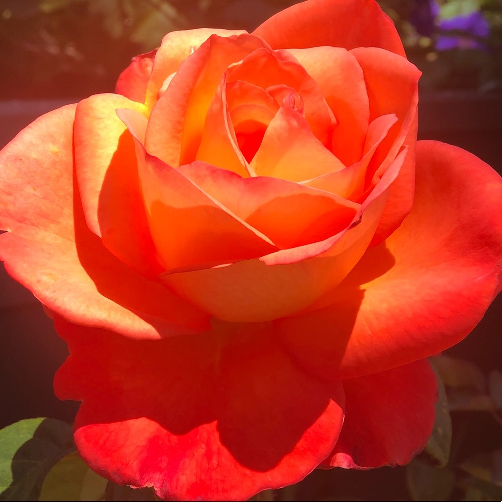 Meet your Posher, Caitlin